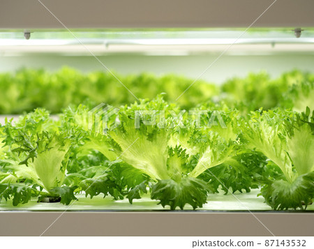 Cultivation of frilled lettuce at a vegetable factory Cultivation of frilled lettuce at a vegetable factory 87143532