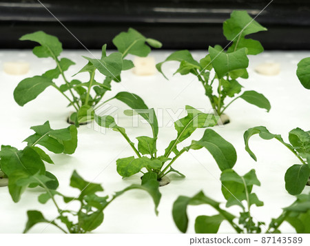 Vegetable factory arugula Vegetable factory arugula 87143589