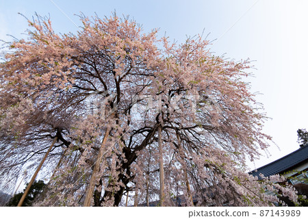 Cherry tree in full bloom Cherry tree in full bloom 87143989