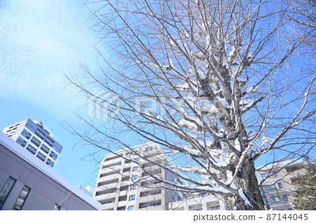 有雪的樹在蔚藍的天空中閃耀 87144045