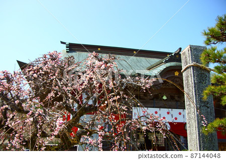 Weeping Plum of Shogansen Tenmangu Shrine Weeping Plum of Shogansen Tenmangu Shrine 87144048