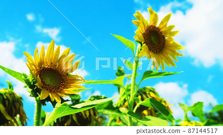 Sunflowers in the flower garden of Honda Forest in Niiza City Sports Park (photographed in 2021) 87144517
