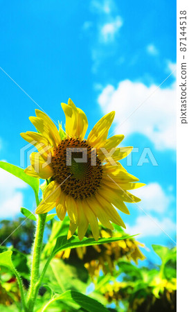 Sunflowers in the flower garden of Honda Forest in Niiza City Sports Park (photographed in 2021) Sunflowers in the flower garden of Honda Forest in Niiza City Sports Park (photographed in 2021) 87144518