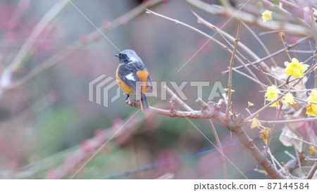 日本五香粉和達里安紅尾 87144584