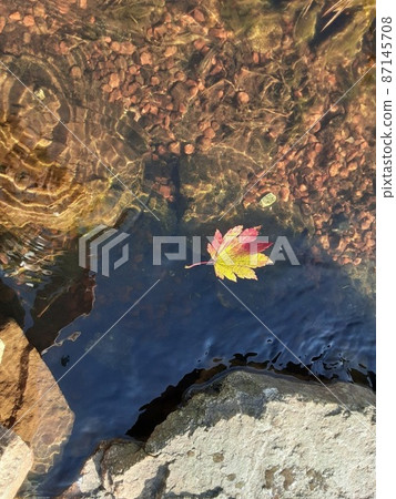 漂浮在水面上的楓樹 漂浮在水面上的楓樹 87145708