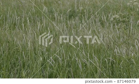 Fields of wheat at the end of summer fully ripe Fields of wheat at the end of summer fully ripe 87146079