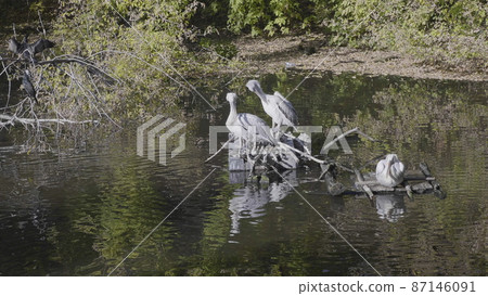White Pelican (Pelecanus onocrotalus) also known as the Eastern White Pelican. 87146091