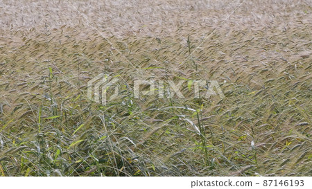 Fields of wheat at the end of summer fully ripe Fields of wheat at the end of summer fully ripe 87146193