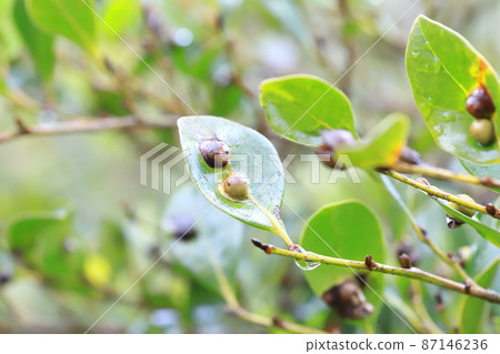 Galls on the leaves of Distylium racemosum 87146236