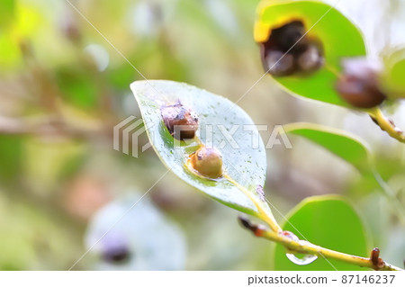 Galls on the leaves of Distylium racemosum 87146237