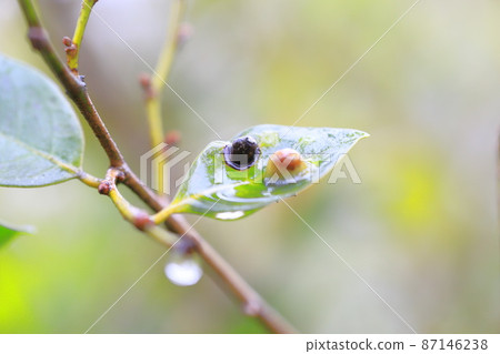 Galls on the leaves of Distylium racemosum 87146238