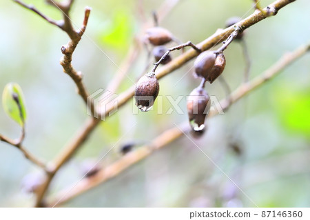 Distylium racemosum fruit 87146360