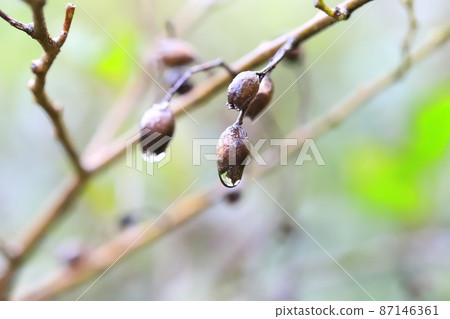 總狀菊花果實 87146361