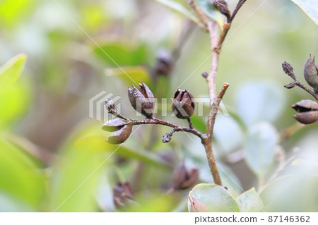 Distylium racemosum fruit Distylium racemosum fruit 87146362