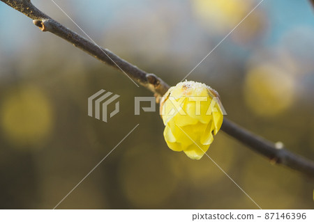 Snow-capped Japanese allspice (up) 87146396