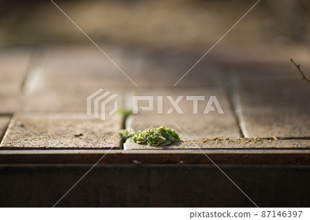 Sober weeds that grow on the ground 87146397