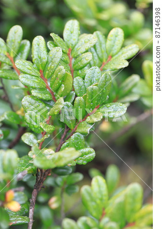 Leaves of Eurya emarginata wet with rain and colorful Leaves of Eurya emarginata wet with rain and colorful 87146398