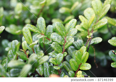 Leaves of Eurya emarginata wet with rain and colorful 87146399