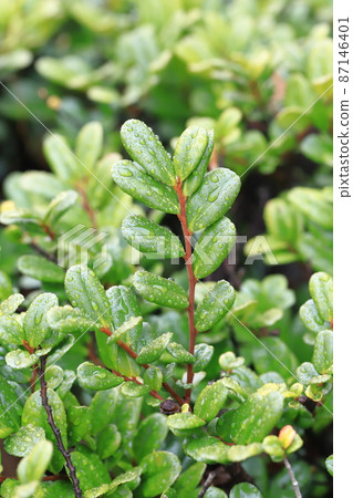 Eurya emarginata 的葉子被雨淋濕,色彩斑斕 Eurya emarginata 的葉子被雨淋濕,色彩斑斕 87146401