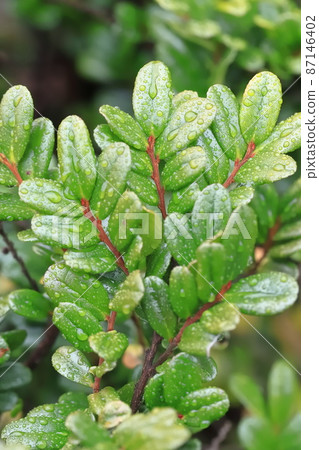 Leaves of Eurya emarginata wet with rain and colorful Leaves of Eurya emarginata wet with rain and colorful 87146402