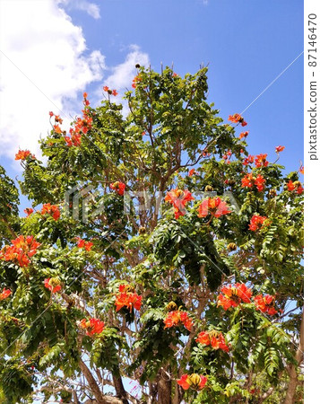 沖繩大野山公園的火焰樹 4 87146470