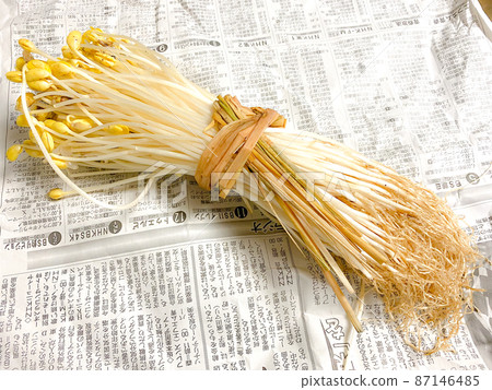 青森縣大鱷町特產大鱷溫泉豆芽 87146485