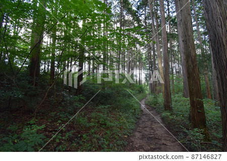 It is Aoba no Mori Ryokuchi in Aobayama, a natural monument in Sendai City, Miyagi Prefecture. It is Aoba no Mori Ryokuchi in Aobayama, a natural monument in Sendai City, Miyagi Prefecture. 87146827
