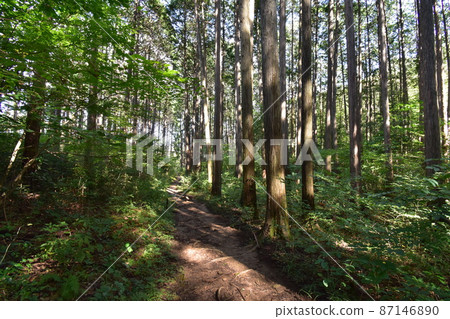 It is Aoba no Mori Ryokuchi in Aobayama, a natural monument in Sendai City, Miyagi Prefecture. 87146890