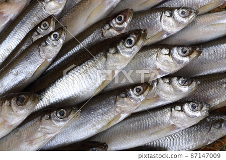 Smelt fishes on net. Pacific smelt fish variety Smelt fishes on net. Pacific smelt fish variety 87147009