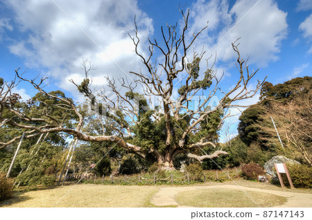 川田楠木森林 川田楠木森林 87147143