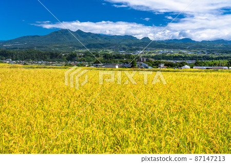 《Yamanashi Prefecture》 Rural scenery of rice ears, Nirasaki 87147213