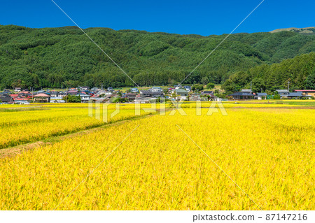 《山梨縣》稻穗田園風光,韭崎 《山梨縣》稻穗田園風光,韭崎 87147216