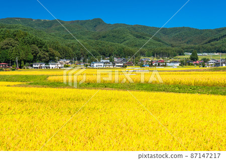 《Yamanashi Prefecture》 Rural scenery of rice ears, Nirasaki 87147217