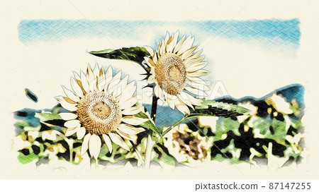 向日葵田 87147255