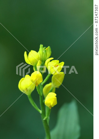 野草之王 87147307