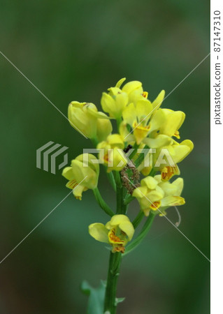 野草之王 野草之王 87147310