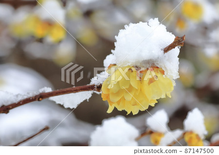 日本五香粉雪園 87147500
