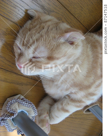 Cat in a sleepy sleep Cat in a sleepy sleep 87147518