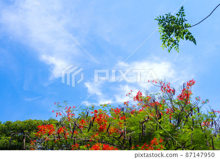 Red flower and brown pod of flame tree on sky background Red flower and brown pod of flame tree on sky background 87147950