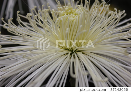 Large-flowered white chrysanthemum flower tube Saki * ・ * ☆ White Chrysanthemum grandifl ☆ * ・ * 87148066