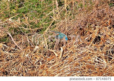 Kingfisher flying over the river, the land of the Oppe River swan in Kawajima-cho, Hiki-gun, Saitama Prefecture 87148075