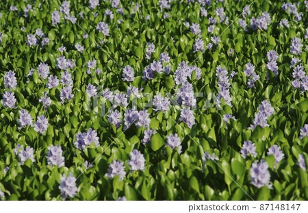 Water hyacinth 87148147