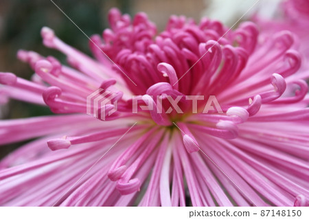 Large-flowered peach chrysanthemum flower tube Saki * ・ * ☆ Pink Chrysanthemum grandifl ☆ * ・ * 87148150