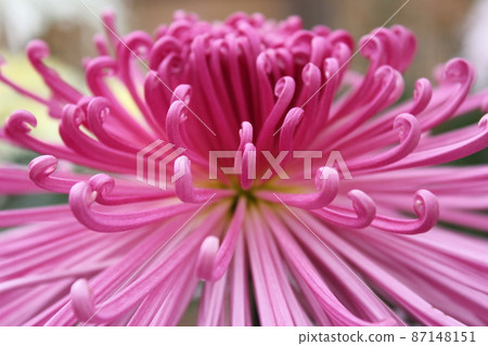 Large-flowered peach chrysanthemum flower tube Saki * ・ * ☆ Pink Chrysanthemum grandifl ☆ * ・ * 87148151