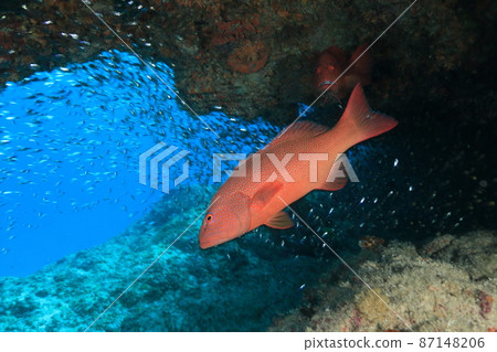 Leopard coral group seen in the water (Akajin) Leopard coral group seen in the water (Akajin) 87148206