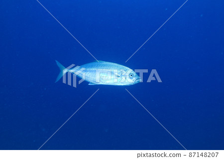 Horse mackerel light 87148207