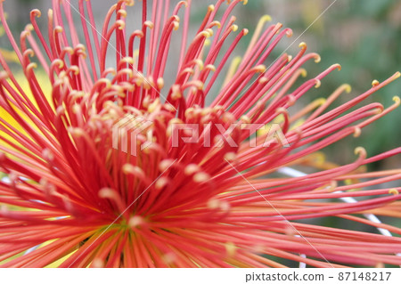 Large red chrysanthemum flower tube Saki * ・ * ☆ Red Chrysanthemum grandifl ☆ * ・ * 87148217