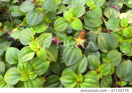 Light green leaves. 87148376