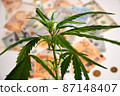 Marihuana - Photo on Money Bills Background 87148407
