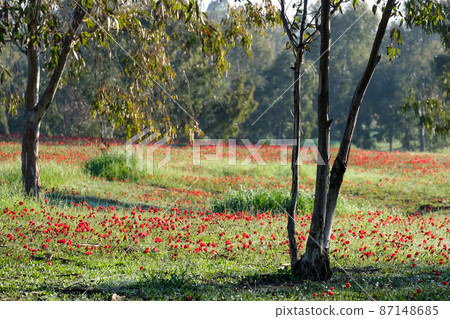 Spring flowering anemones in the eucalyptus grove Spring flowering anemones in the eucalyptus grove 87148685